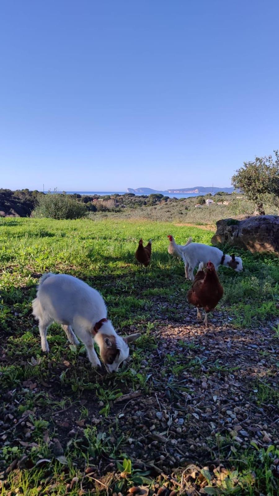 Villa Boeddu, Relax Tra Mare E Campagna Alghero Eksteriør bilde